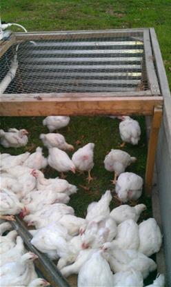Pastured Poultry